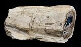 Blue Forest Petrified Wood Limb Section - / lbs #3280-2